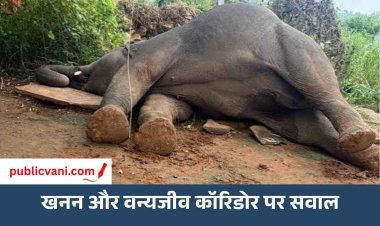 मऊगंज में करंट से हाथी की मौत: बिजली के तार तक क्यों पहुंचा जंगल का गजराज? खनन, घटते जंगल और कॉरिडोर पर उठे सवाल