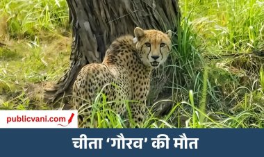 इलाज के दौरान नामीबियाई चीता ‘गौरव’ की मौत: गंभीर डिहाइड्रेशन और मांसपेशियों की कमजोरी से जूझ रहा था