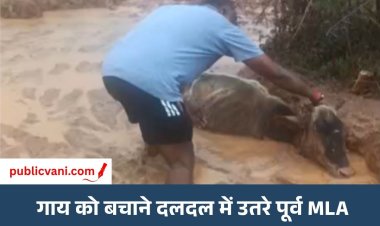 दलदल में फंसी गाय: कीचड़ में उतरे पूर्व विधायक, कड़ी मशक्कत के बाद किया रेस्क्यू