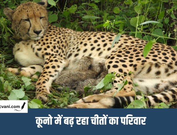 Kuno National Park : कूनो में जन्मी मादा चीता ने जन्में 4 शावक, मंत्री भूपेंद्र यादव ने कहा - चार साल और चार नए जीवन