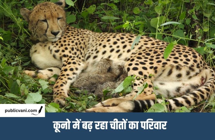 Kuno National Park : कूनो में जन्मी मादा चीता ने जन्में 4 शावक, मंत्री भूपेंद्र यादव ने कहा - चार साल और चार नए जीवन