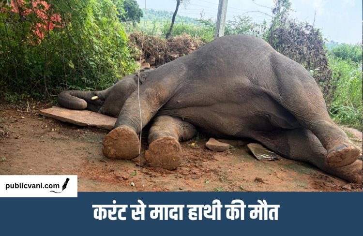 मऊगंज में हाथी जोड़े की सुरक्षा में चूक: हथिनी की मौत के बाद दूसरा हाथी आक्रामक, क्षेत्र में दहशत