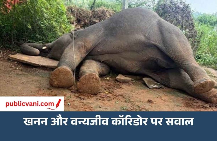 मऊगंज में करंट से हाथी की मौत, लेकिन बड़ा सवाल- जंगल छोड़ गांव तक पहुंचा क्यों गजराज?
