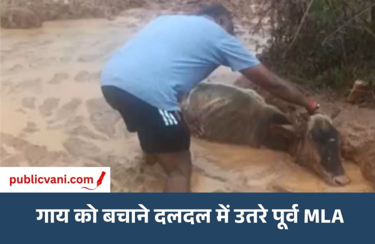 कीचड़ में उतरे पूर्व विधायक: दलदल में फंसी गाय, कड़ी मशक्कत के बाद किया रेस्क्यू