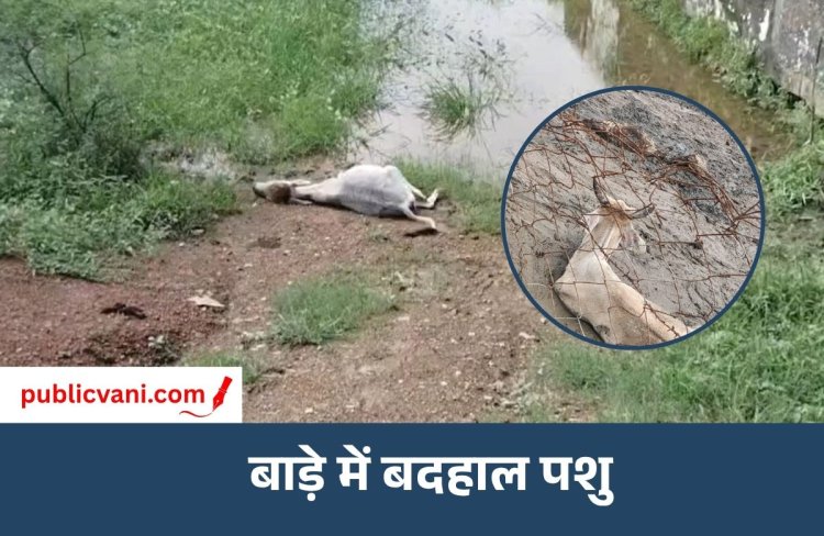 Rewa News : महुआ टोला में पशुओं की दुर्दशा, कई गाए और बछड़े की मौत की खबर