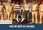 गुना में फसल की आड़ में उगा रखा था गांजा: पुलिस ने जब्त किए 299 पौधे, आरोपी गिरफ्तार