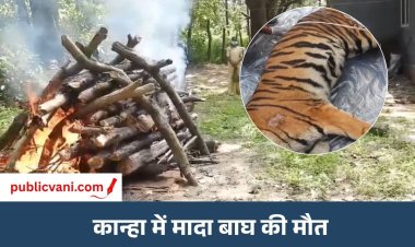 कान्हा में 41 दिन इलाज के बाद मादा बाघ की मौत, CDV की आशंका