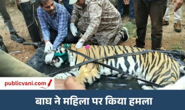 मंडला में बाघ का आतंक: महिला पर हमला कर गांव में ही छिपा था, वन विभाग ने ट्रैंकुलाइज कर सुरक्षित पकड़ा