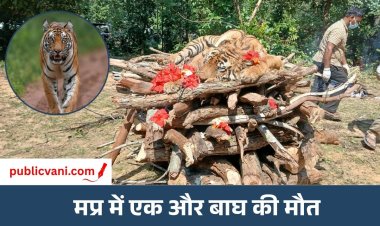 MP Tigress Death : बांधवगढ़ की शान रही 'क्वीन डॉटी’ ने तोड़ा दम, वन मुख्यालय में बैठे अधिकारियों की जवाबदेही पर सवाल