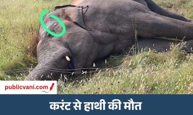 Shahdol Elephant Death : खेत में करंट लगने से हाथी की मौत, ग्रामीण बोले- हाथी मकानों-फसलों को नुकसान पहुंचाते