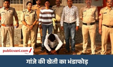 गुना में फसल की आड़ में उगा रखा था गांजा: पुलिस ने जब्त किए 299 पौधे, आरोपी गिरफ्तार