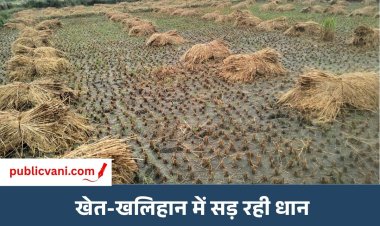 मऊगंज-रीवा में तूफान अर्नब की दोहरी मार: खेतों में सड़ रही धान, चना-सरसों की बोवनी पर संकट