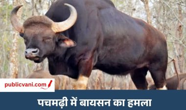 Pachmarhi Bison Attack : पचमढ़ी में जंगली बायसन का जवान पर जानलेवा हमला, सैन्यकर्मी की मौत