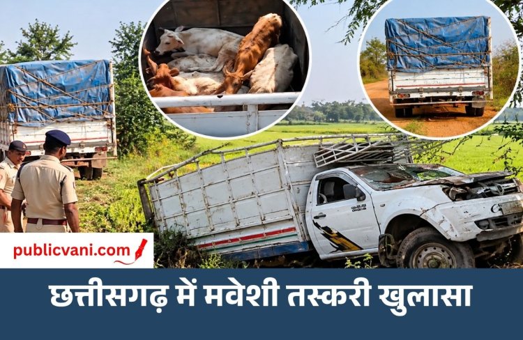 Dhamtari Cattle Smuggling : छत्तीसगढ़ के धमतरी में दो पिकअप से 13 मवेशी बरामद, एक की मौत; आरोपी फरार