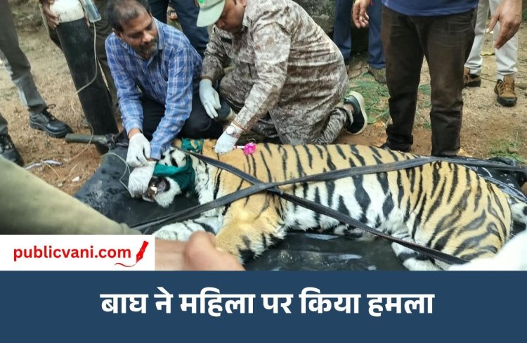 मंडला में बाघ का आतंक: महिला पर हमला कर गांव में ही छिपा था, वन विभाग ने ट्रैंकुलाइज कर सुरक्षित पकड़ा