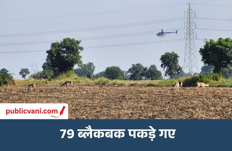 Shajapur में कृष्णमृग रेस्क्यू अभियान: दूसरे दिन हन्नूखेड़ी में 79 ब्लैकबक पकड़े गए