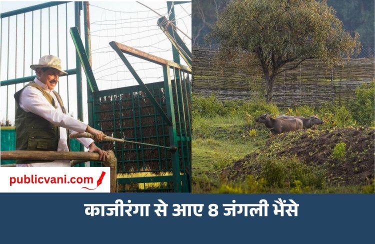 Kanha Tiger Reserve: कान्हा में 100 साल बाद जंगली भैंसों की वापसी, CM डॉ. मोहन यादव ने 8 भैंसों को बड़े बाड़े में छोड़ा