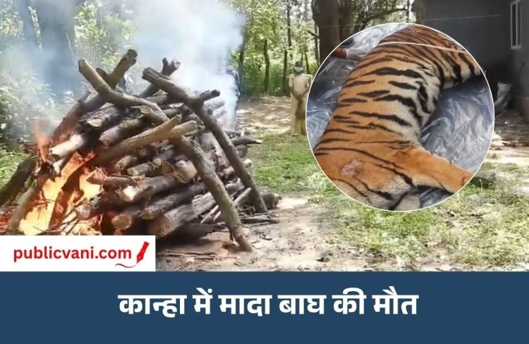 पब्लिक वाणी खास खबर : 41 दिन इलाज, फिर मौत... एमपी में बाघों की मौत का आंकड़ा 51 के पार