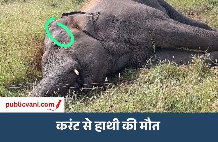 Shahdol Elephant Death : खेत में करंट लगने से हाथी की मौत, ग्रामीण बोले- हाथी मकानों-फसलों को नुकसान पहुंचाते