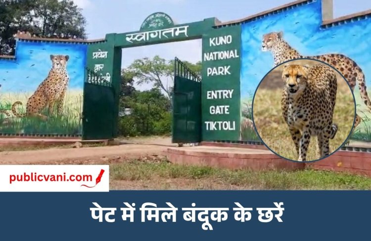 Kuno Cheetah Death : कूनो में शिकारियों की गोली से चीते की मौत, सुरक्षा व्यवस्था पर उठे गंभीर सवाल