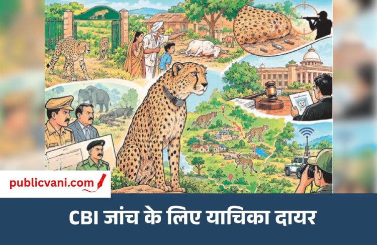 पब्लिक वाणी खास खबर : कूनो से गांवों तक भटक रहे चीते जंगल में भोजन या सुरक्षा का संकट?