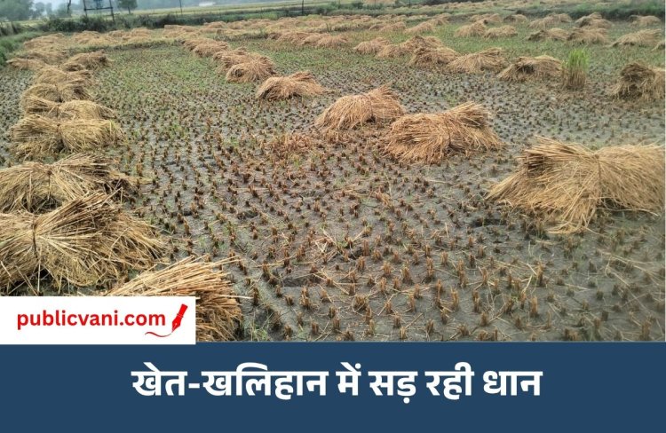 मऊगंज-रीवा में तूफान अर्नब की दोहरी मार: खेतों में सड़ रही धान, चना-सरसों की बोवनी पर संकट