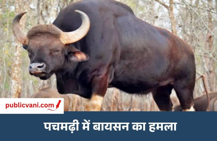 Pachmarhi Bison Attack : पचमढ़ी में जंगली बायसन का जवान पर जानलेवा हमला, सैन्यकर्मी की मौत
