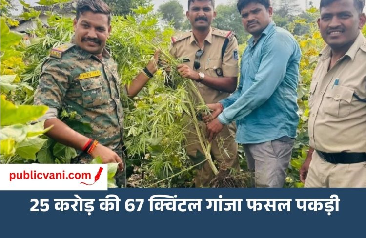25 करोड़ की 67 क्विंटल गांजा फसल पकड़ी मक्का-तुअर के खेत के बीच में बुआई
