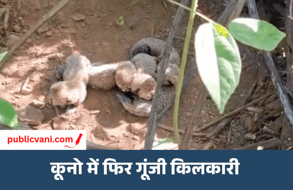 कूनो में 5 शावकों को जन्म : सीएम डॉ. मोहन यादव ने दी बधाई, देश में चीतों की संख्या बढ़कर हुई 60
